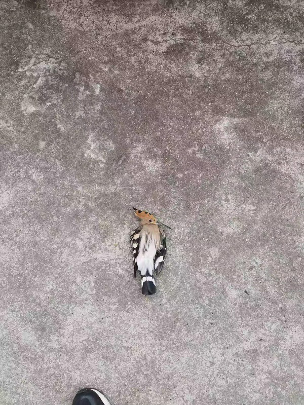 表扬！爱鸟护鸟小卫士——成欣儒